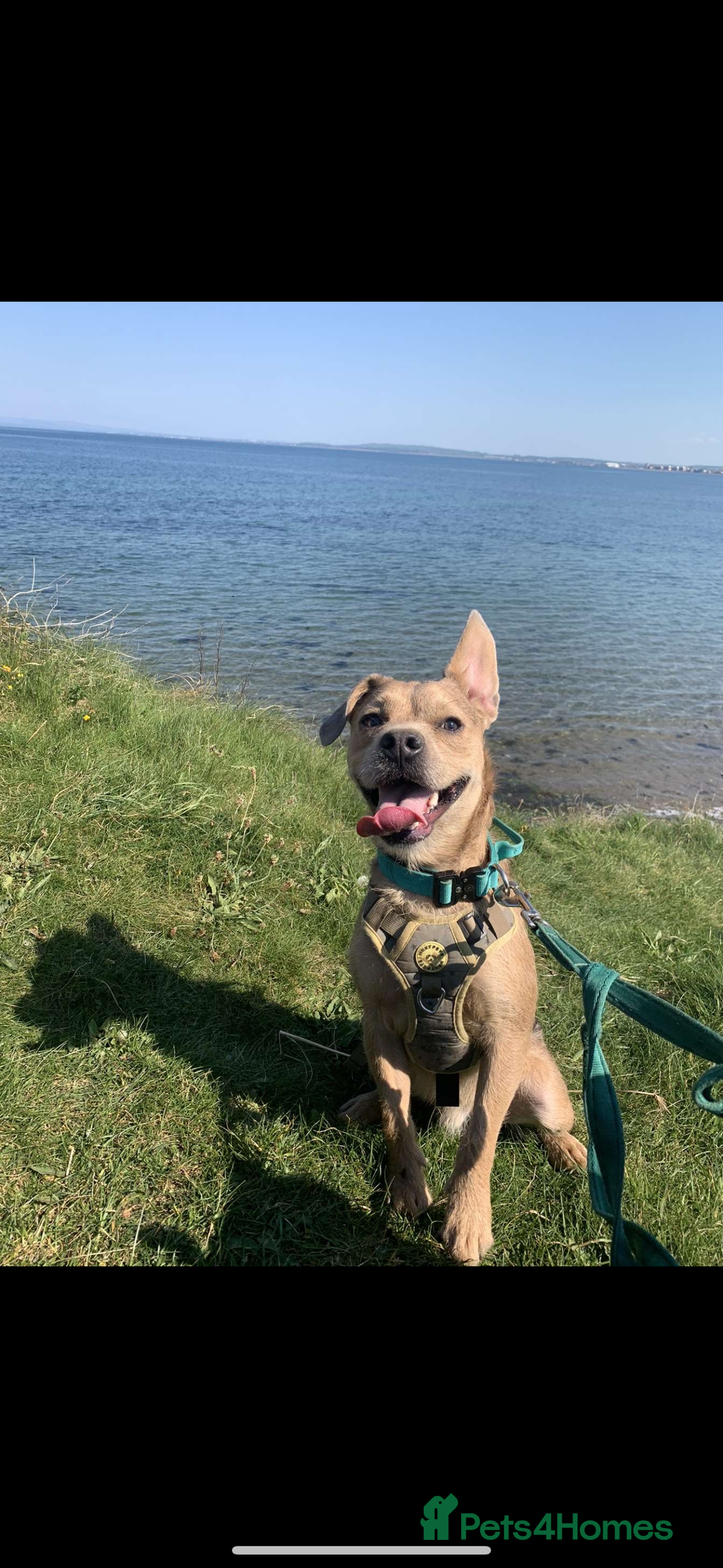 Mixed Breed dogs for sale: French bulldog X  - Image 1
