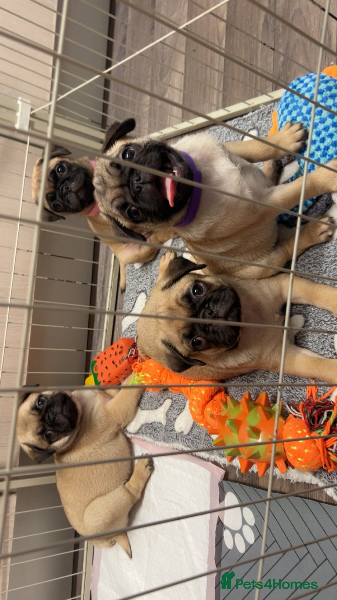 Pug dogs for sale: Pugs  - Image 8