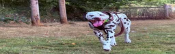 Dalmatian dogs for stud: 🐾 DAVID | DALMATIAN STUD in Ebbw Vale - Advert 3