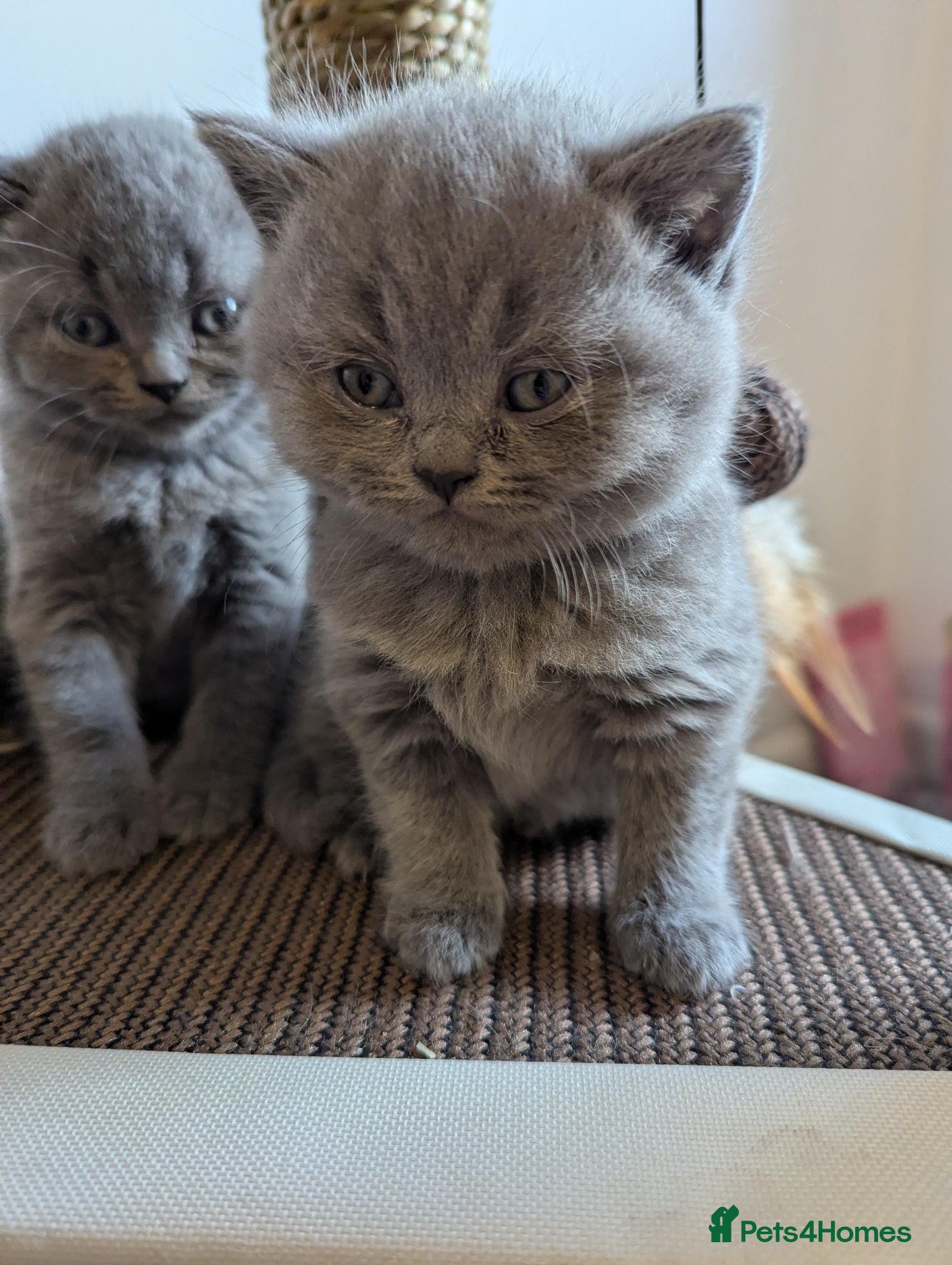 British Shorthair cats British shorthair kittens  - Advert 3