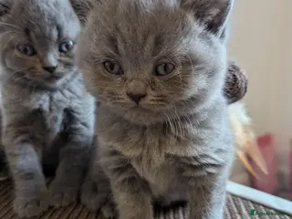 British Shorthair cats British shorthair kittens - Advert 3