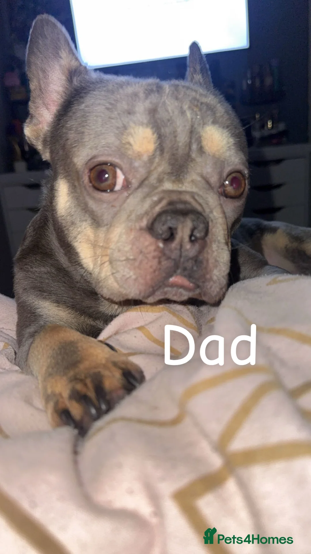 French Bulldog dogs for sale: Fluffy carrier french bulldog pups  - Advert 10