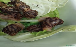 Snails invertebrates for sale: Affrican land snail babies  - Image 2