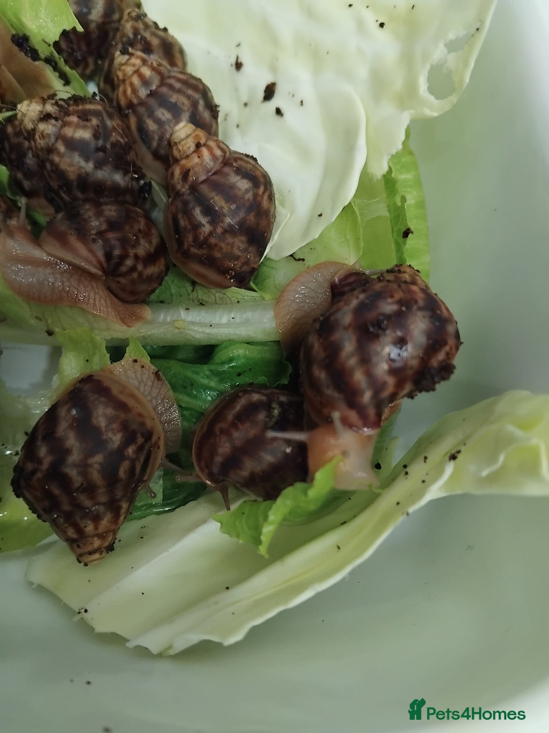 Snails invertebrates for sale: Affrican land snail babies  - Image 2