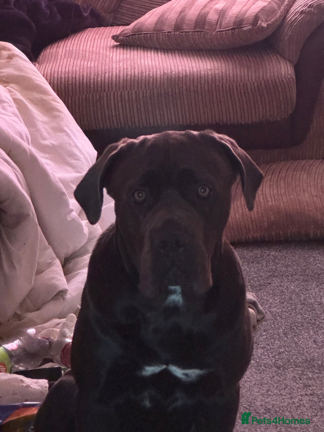 Cane Corso dogs for sale: Male cane corso  - Advert 4