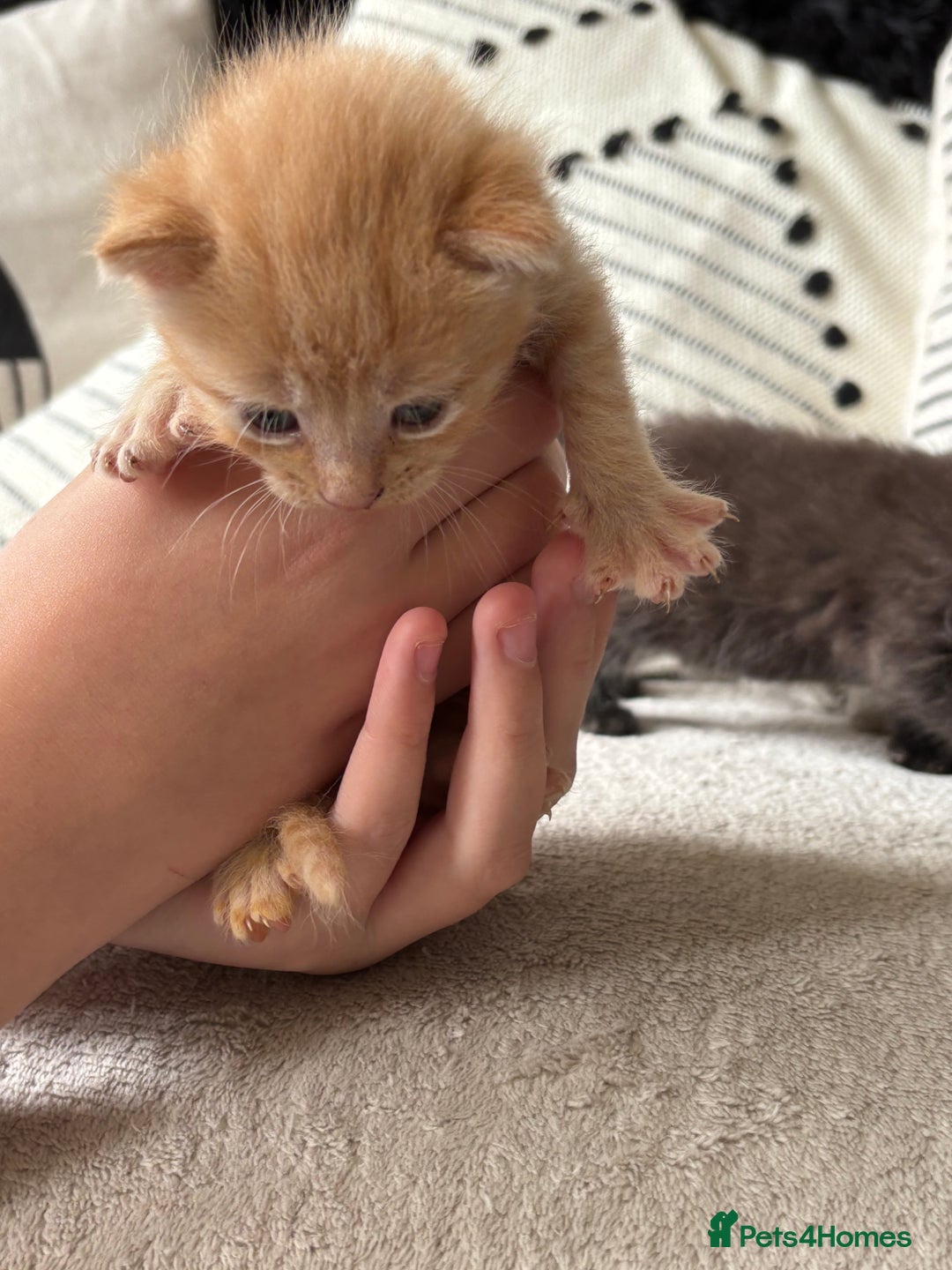 Mixed Breed cats for sale: Kittens  - Image 4
