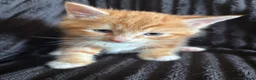 Mixed Breed cats for sale: Beautiful Tortoiseshell & ginger kittens  - Advert 8