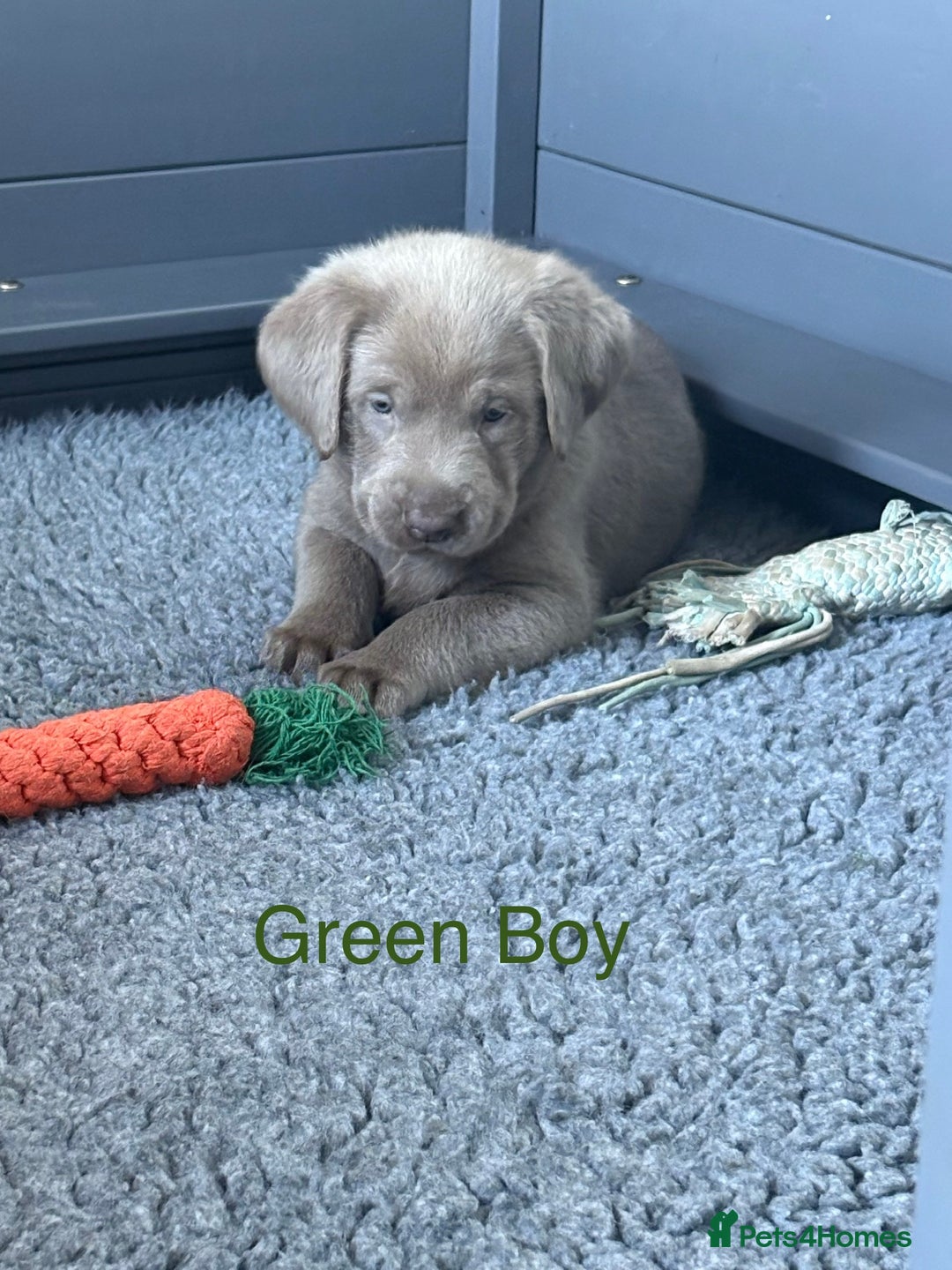 Labrador Retriever dogs for sale: Gorgeous KC Silver & Charcoal Labs - Image 24