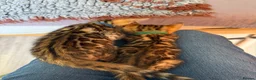 Bengal cats for sale: Stunning 🔥 TICA 🐾 Health Tested Bengals  - Advert 8