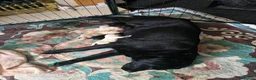 Labrador Retriever dogs for sale: Labrador puppies in Sleaford - Advert 3