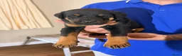 Dobermann dogs for sale: Dobermann puppies available - loving homes wanted  - Advert 22