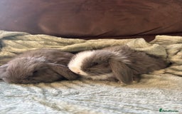 Mini Lop rabbits for sale: Adorable Mini Lop Babies for Sale - Advert 1