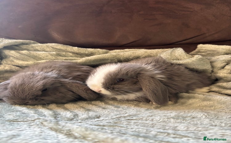 Mini Lop rabbits Adorable Mini Lop Babies for Sale - Advert 1