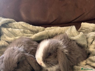 Mini Lop rabbits Adorable Mini Lop Babies for Sale - Advert 1