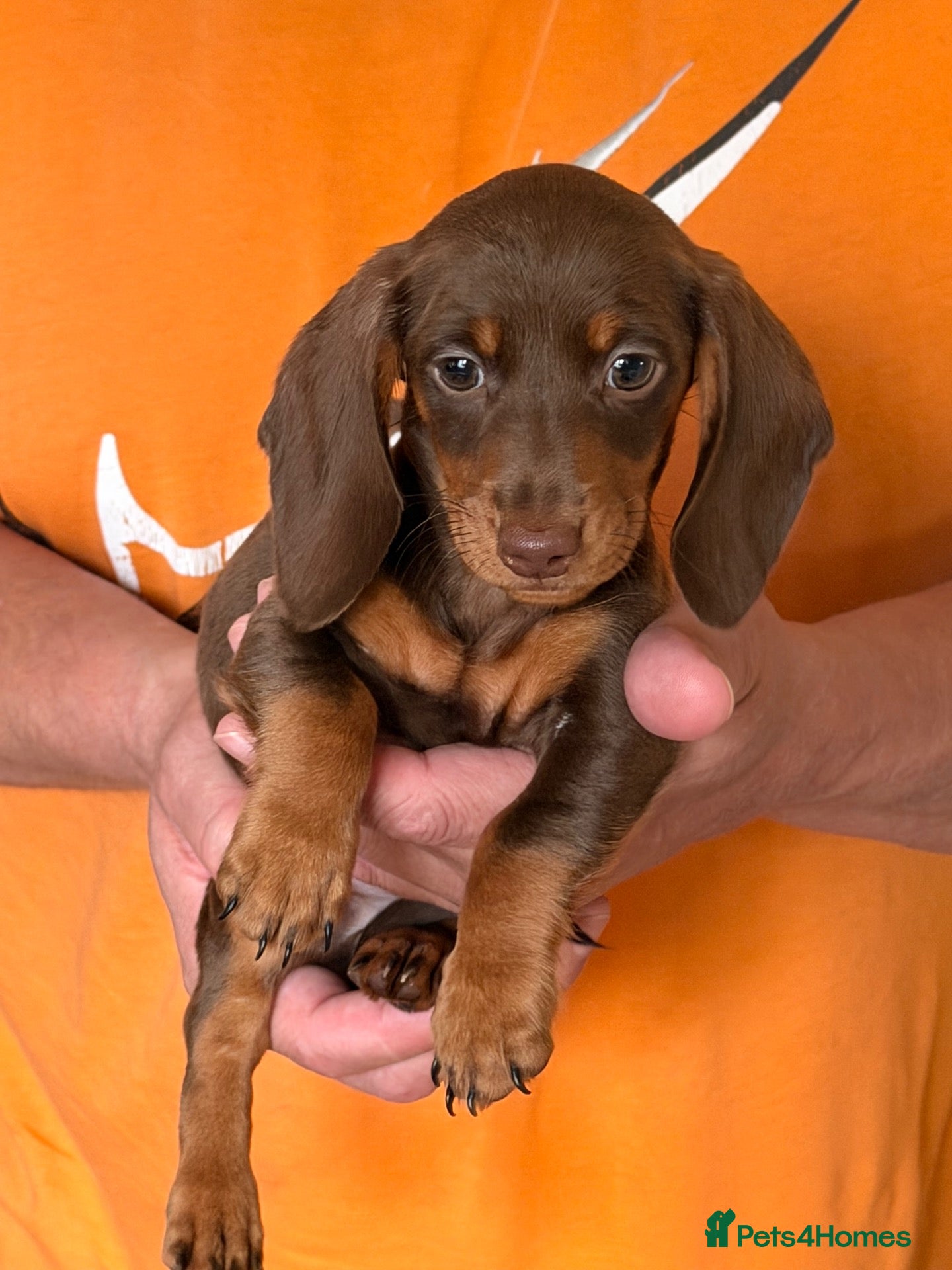 Dachshund dogs True miniature dachshund boys ready now  - Advert 10