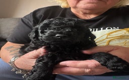 Toy Poodle dogs for sale: Toy poodle puppies for sale - Image 7