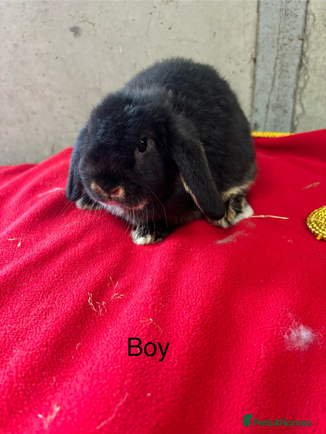 Mini Lop rabbits for sale: Stunning mini lop babies  - Advert 2