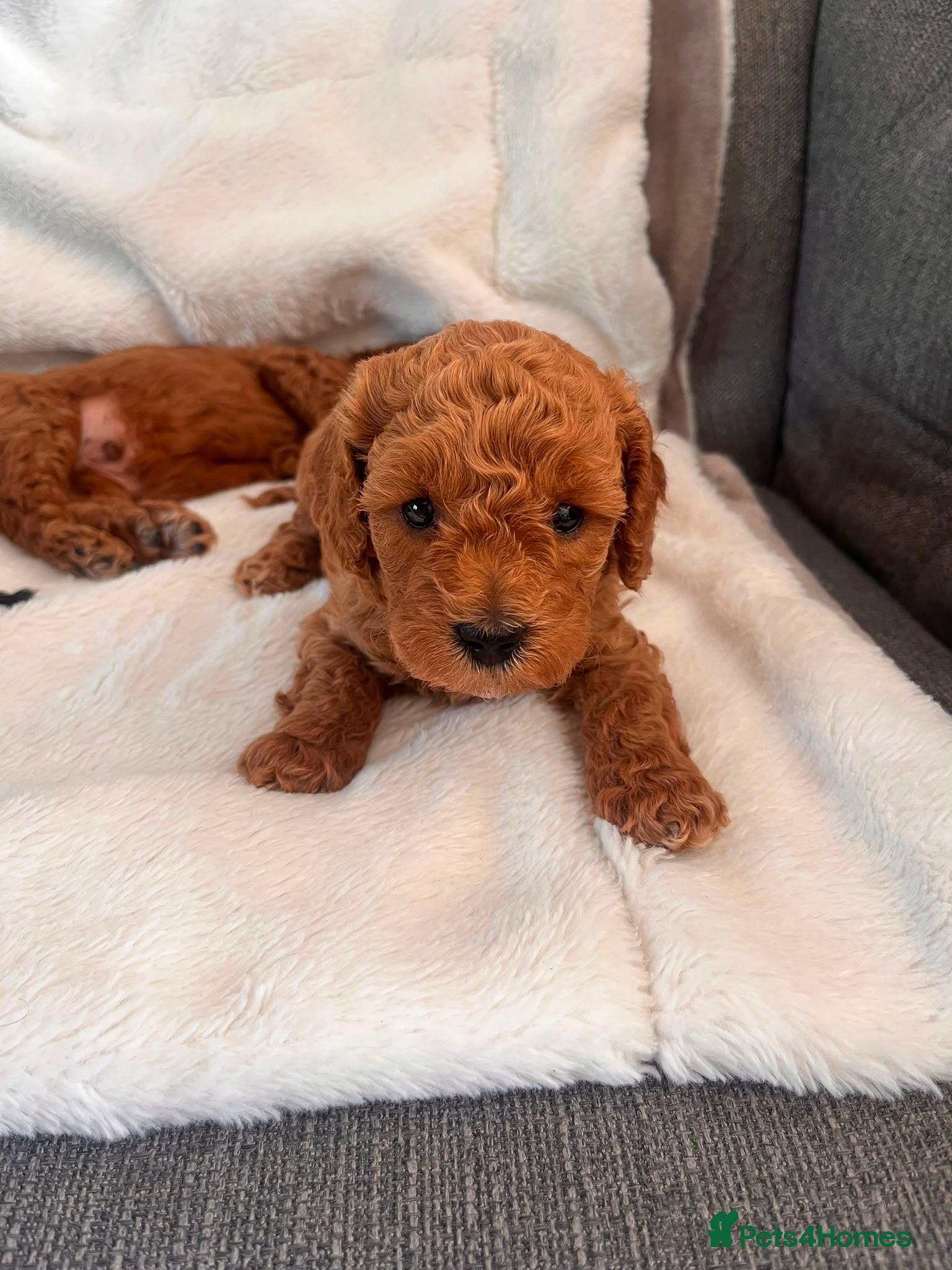 Maltipoo dogs Beautiful F1b Toy Maltipoo Puppies For Sale - Advert 1