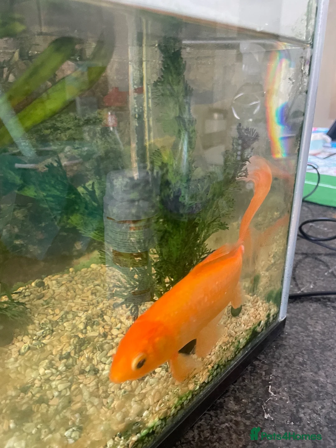 Fancy Goldfish fish for sale: Fancy gold fish looking for a new home.  in London - Advert 2