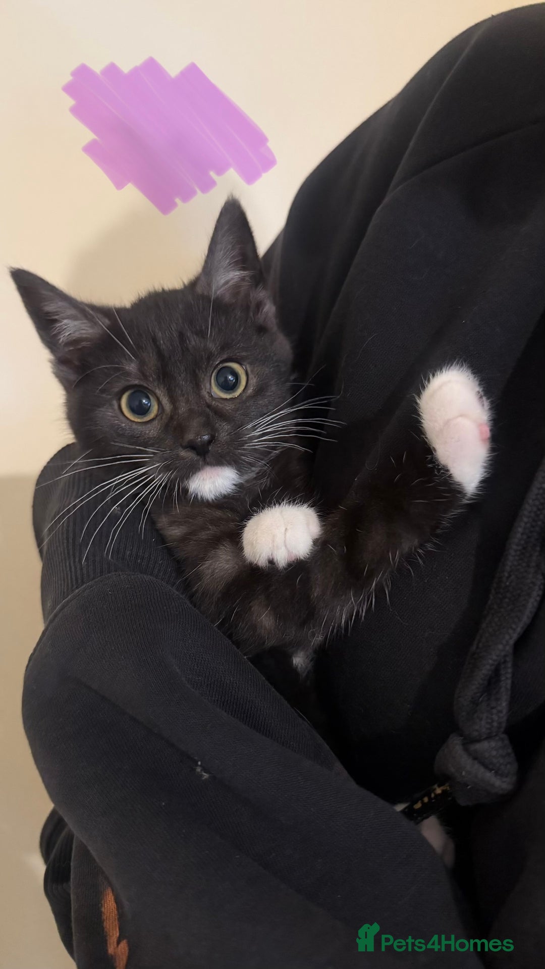 Domestic Shorthair cats for sale: Lovely kitten ready for forever home  - Advert 10