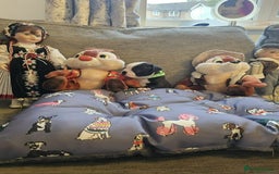 Boston Terrier dogs for sale: Boston Terrier 5* puppies - Image 13