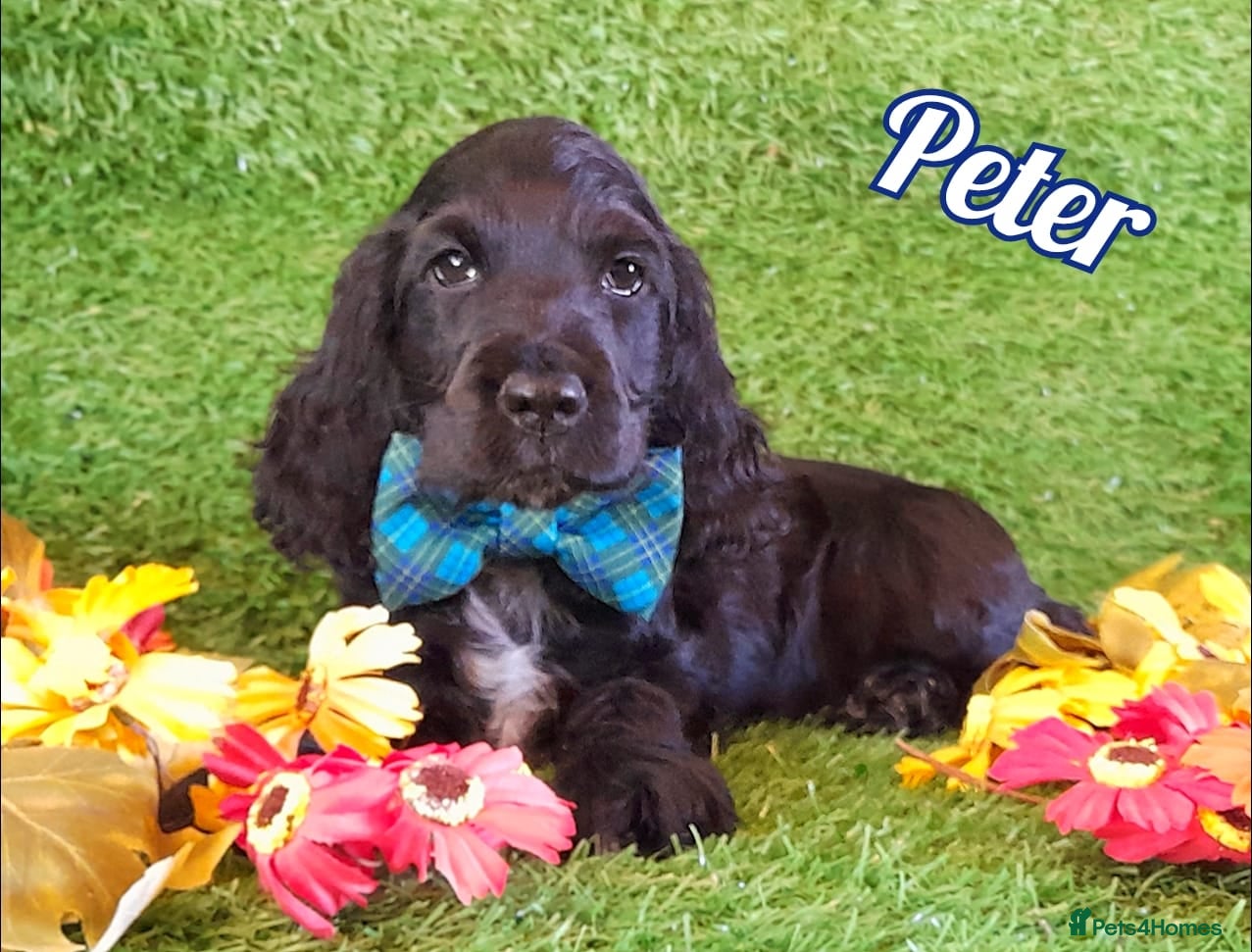 Cocker Spaniel dogs Handsome Show Cocker Spaniel - Advert 14