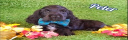Cocker Spaniel dogs for sale: Handsome Show Cocker Spaniel - Advert 1