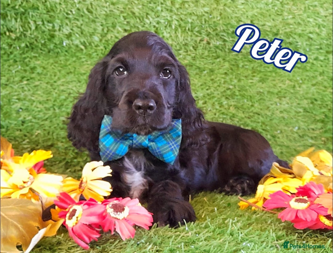 Cocker Spaniel dogs for sale: Handsome Show Cocker Spaniel - Advert 1