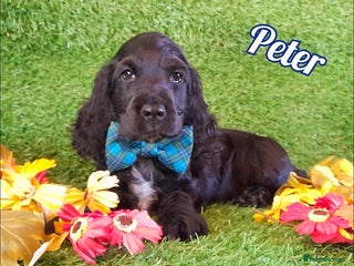 Cocker Spaniel dogs Handsome Show Cocker Spaniel - Advert 1