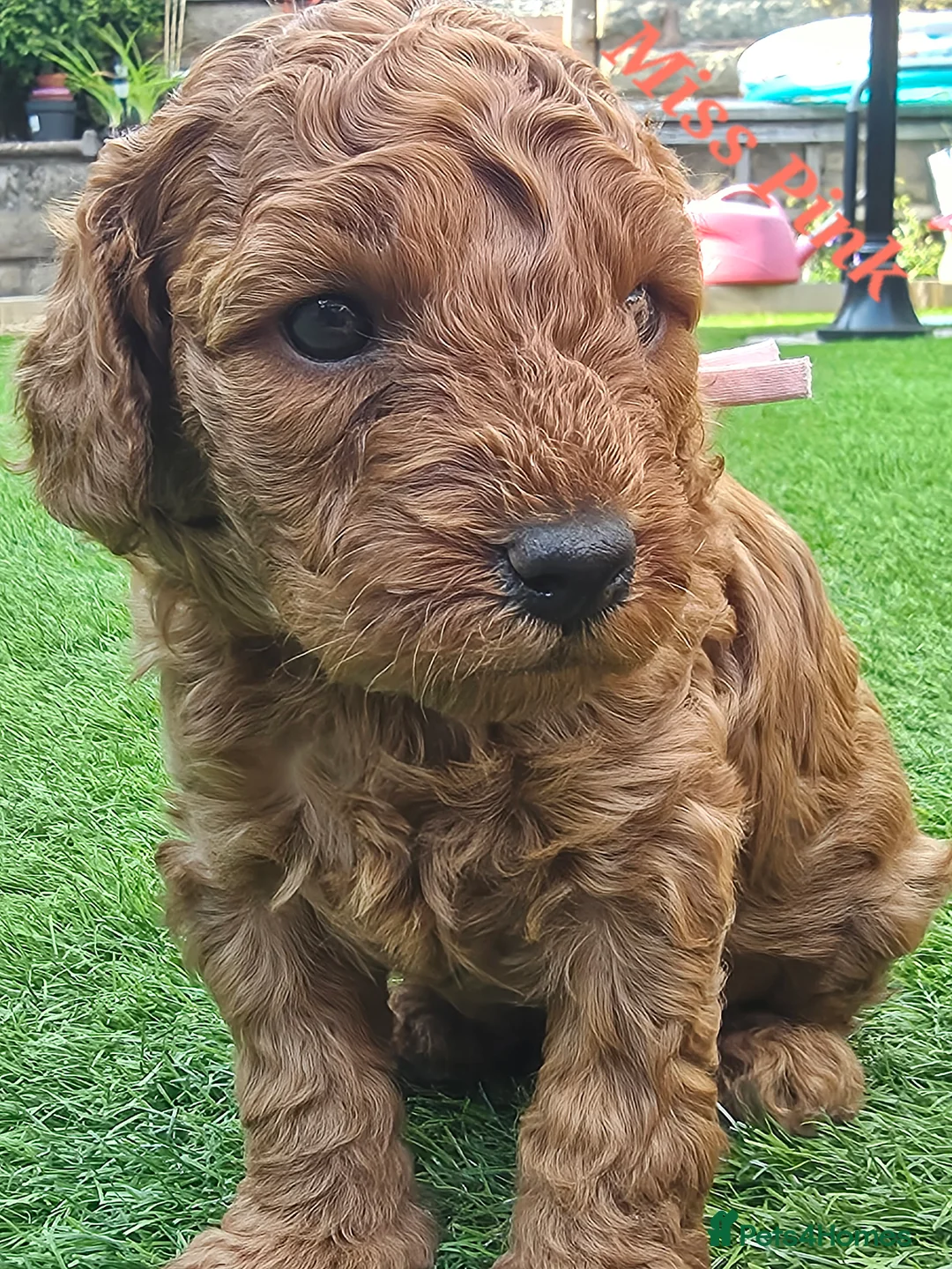 Cavapoo dogs for sale: LAST FOX RED GORGEOUS GIRL AVAILABLE NOW - Advert 2