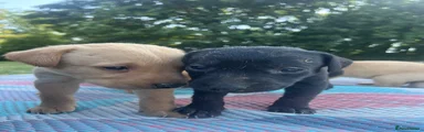 Labrador Retriever 8