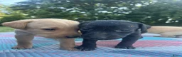 Labrador Retriever dogs for sale: Adorable KC Labrador Puppies for Sale - Advert 4