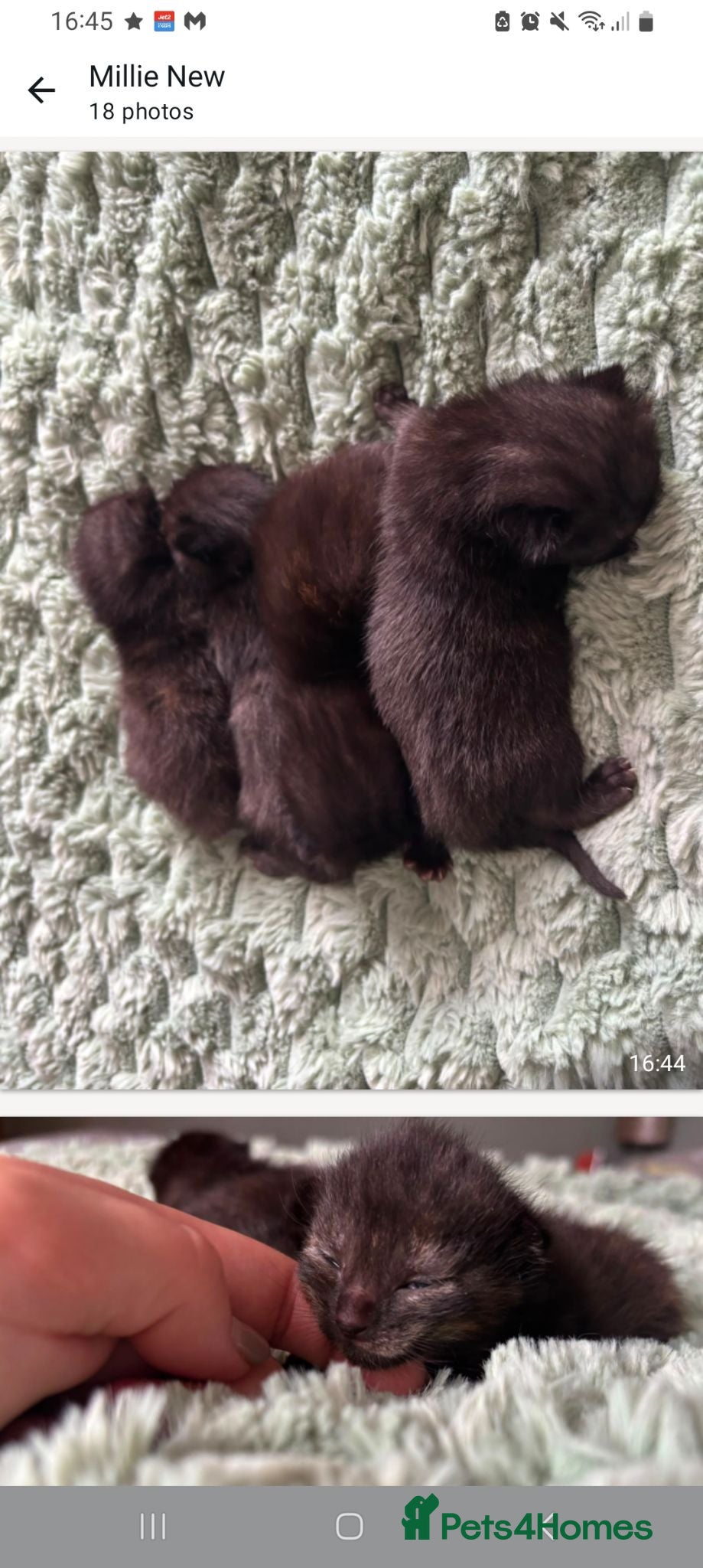 Mixed Breed cats kittens ready 25th Aug beautiful mixed colours - Advert 1