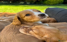 Cocker Spaniel dogs for sale: Stunning Working Cocker Spaniel Puppies - Image 19