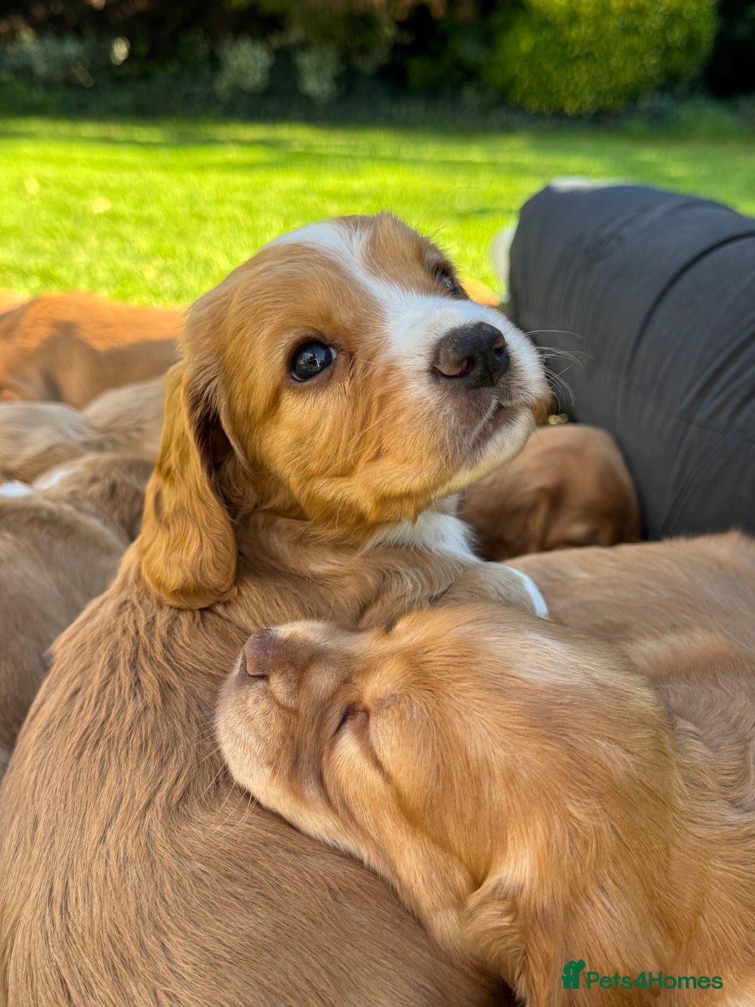 Cocker Spaniel dogs for sale: Stunning Working Cocker Spaniel Puppies - Image 19