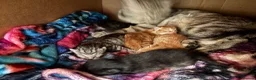 Bengal cats for sale: Bengal Cross - 2 ginger - One Black - One Grey  - Advert 4