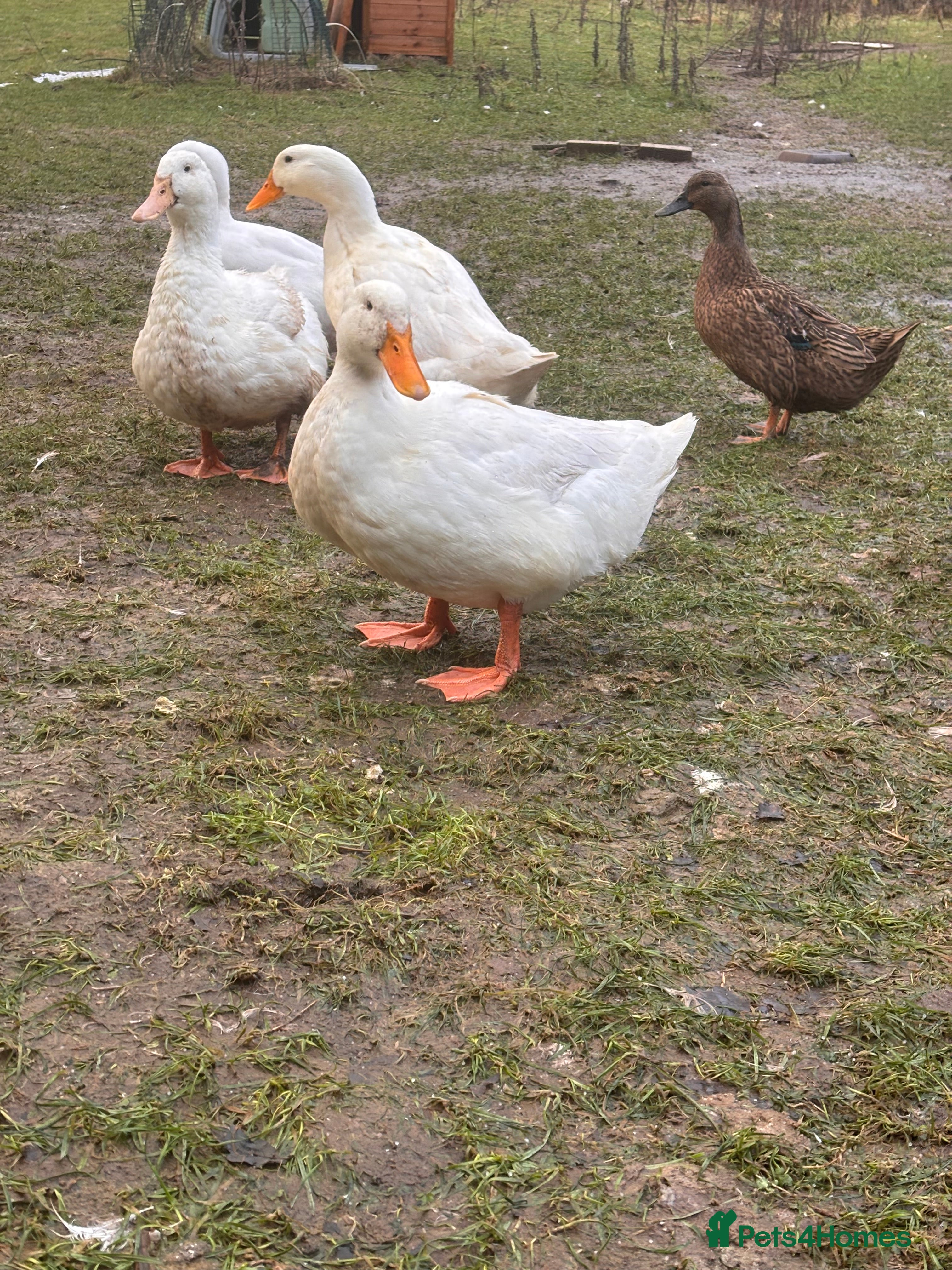 Ducks poultry 6 cherry valley ducks  - Advert 17