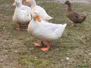 Ducks poultry 6 cherry valley ducks - Advert 17