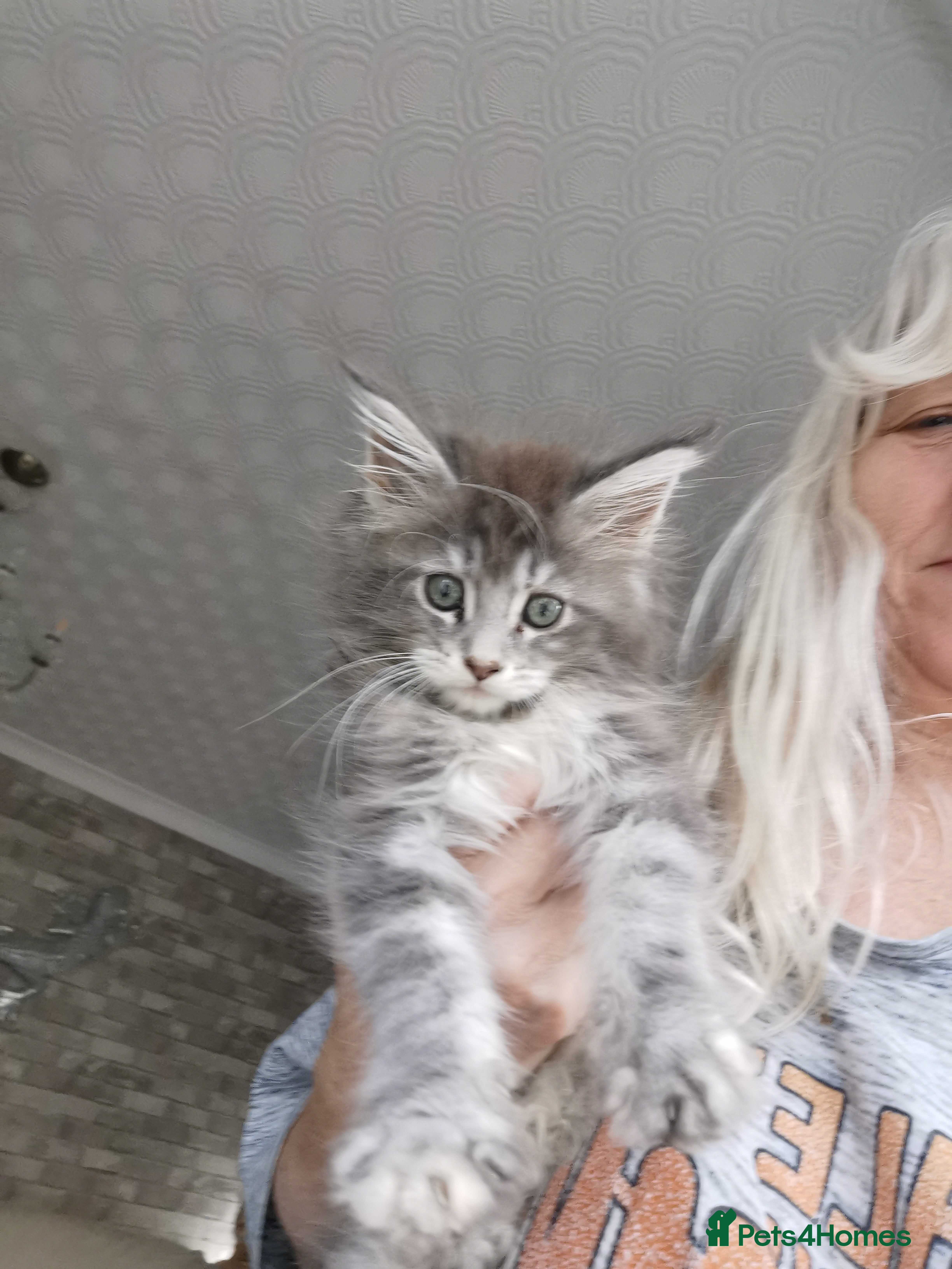 Maine Coon cats Full pedigree Maine Coon kittens for sale  - Advert 11