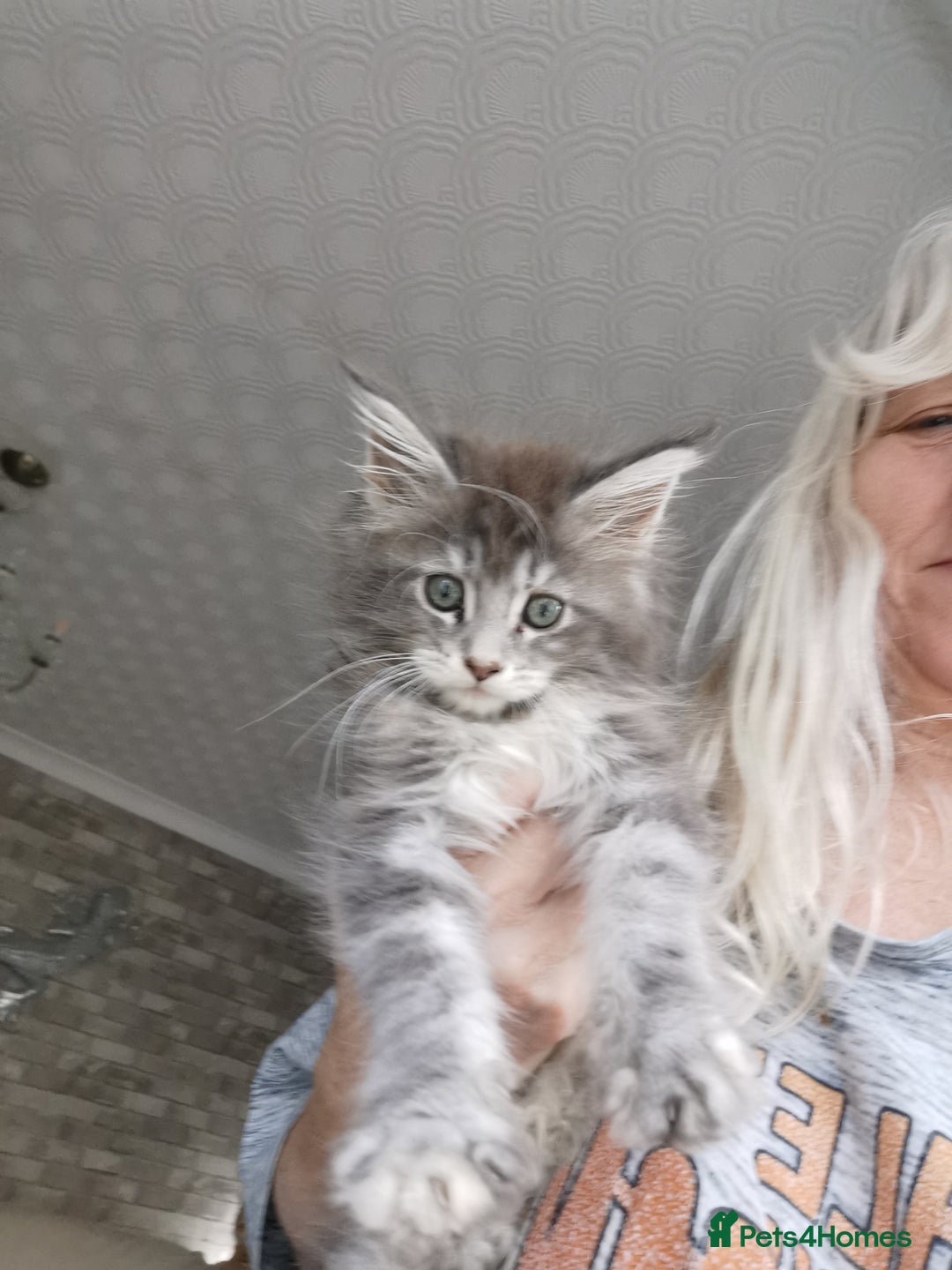 Maine Coon cats for sale: Full pedigree Maine Coon kittens for sale  - Advert 1