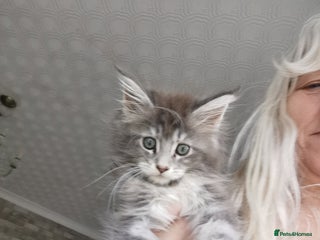 Maine Coon cats Full pedigree Maine Coon kittens for sale - Advert 11
