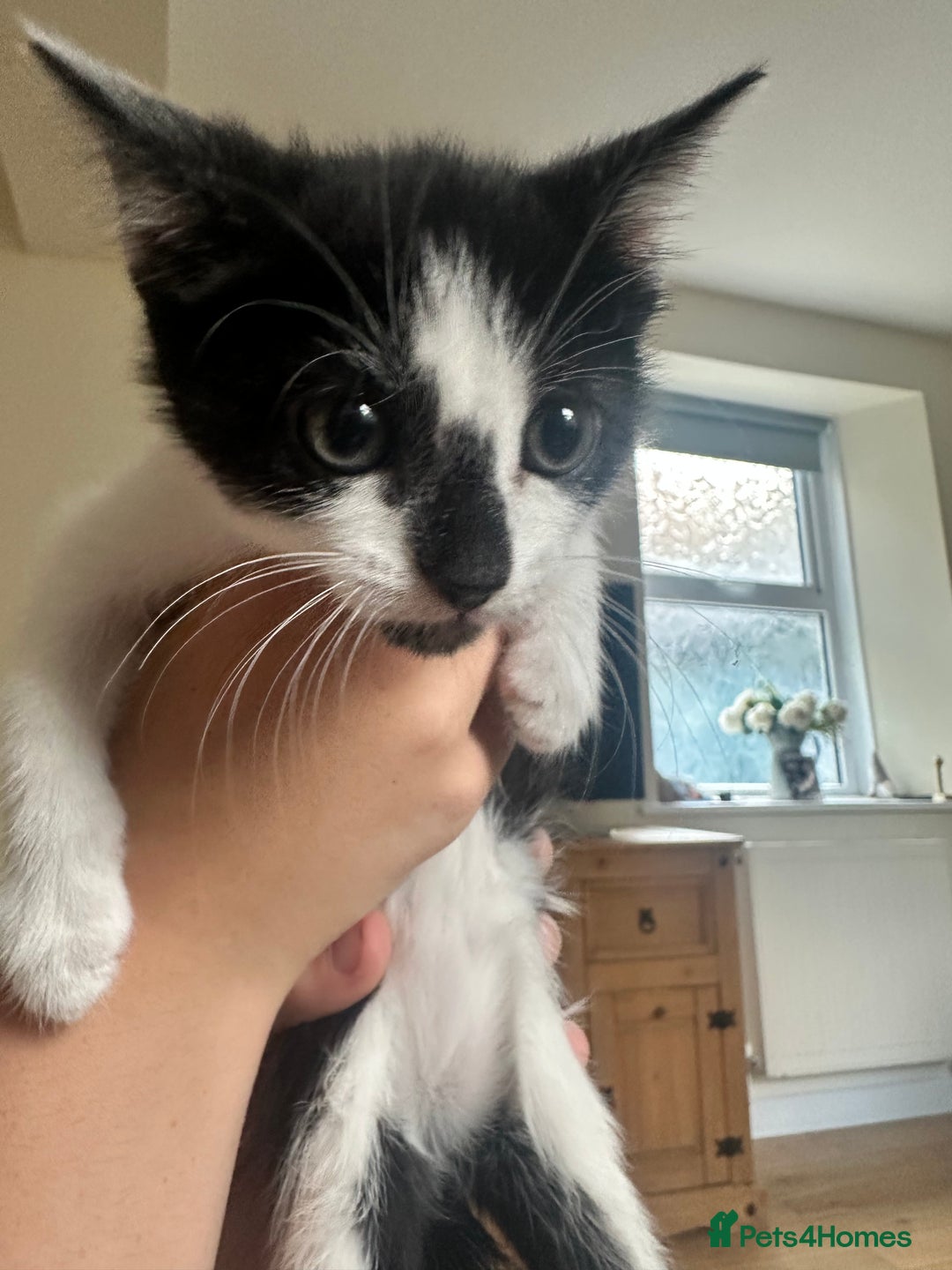 Domestic Shorthair cats for sale: Gorgeous traditional Black and white kittens  - Image 9