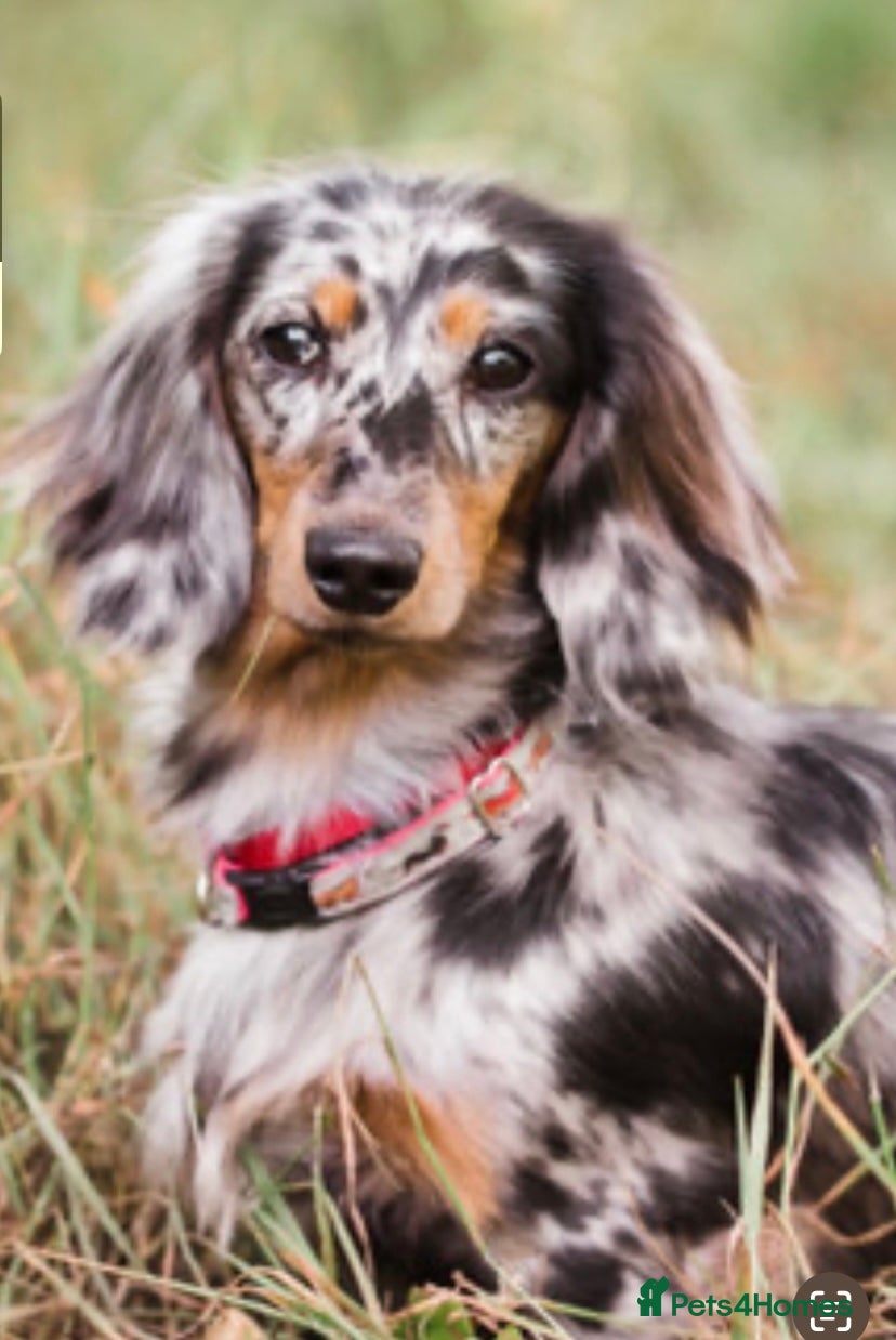 Miniature Dachshund dogs Adorable playful puppies - Advert 15