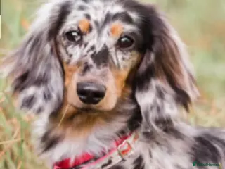 Miniature Dachshund dogs Adorable playful puppies - Advert 8