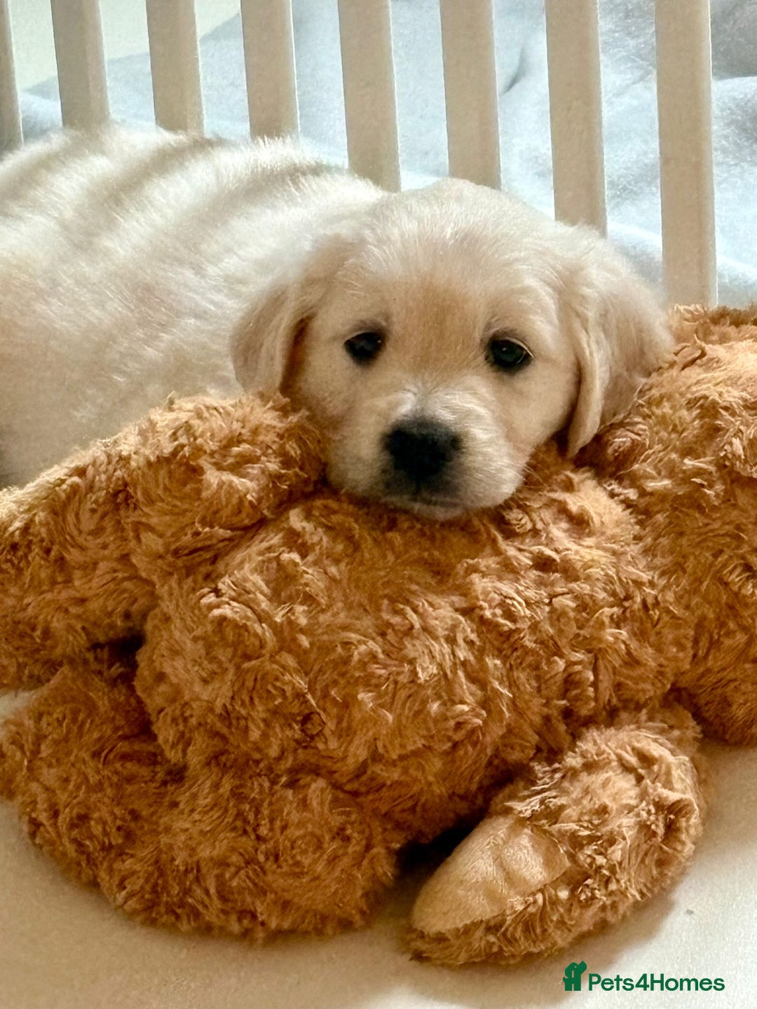 Golden Retriever dogs for sale: Golden Retrievers, Stunning Litter , Certificates  - Advert 21