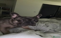 French Bulldog dogs for sale: 1yr 2month Male french bulldog - Image 8