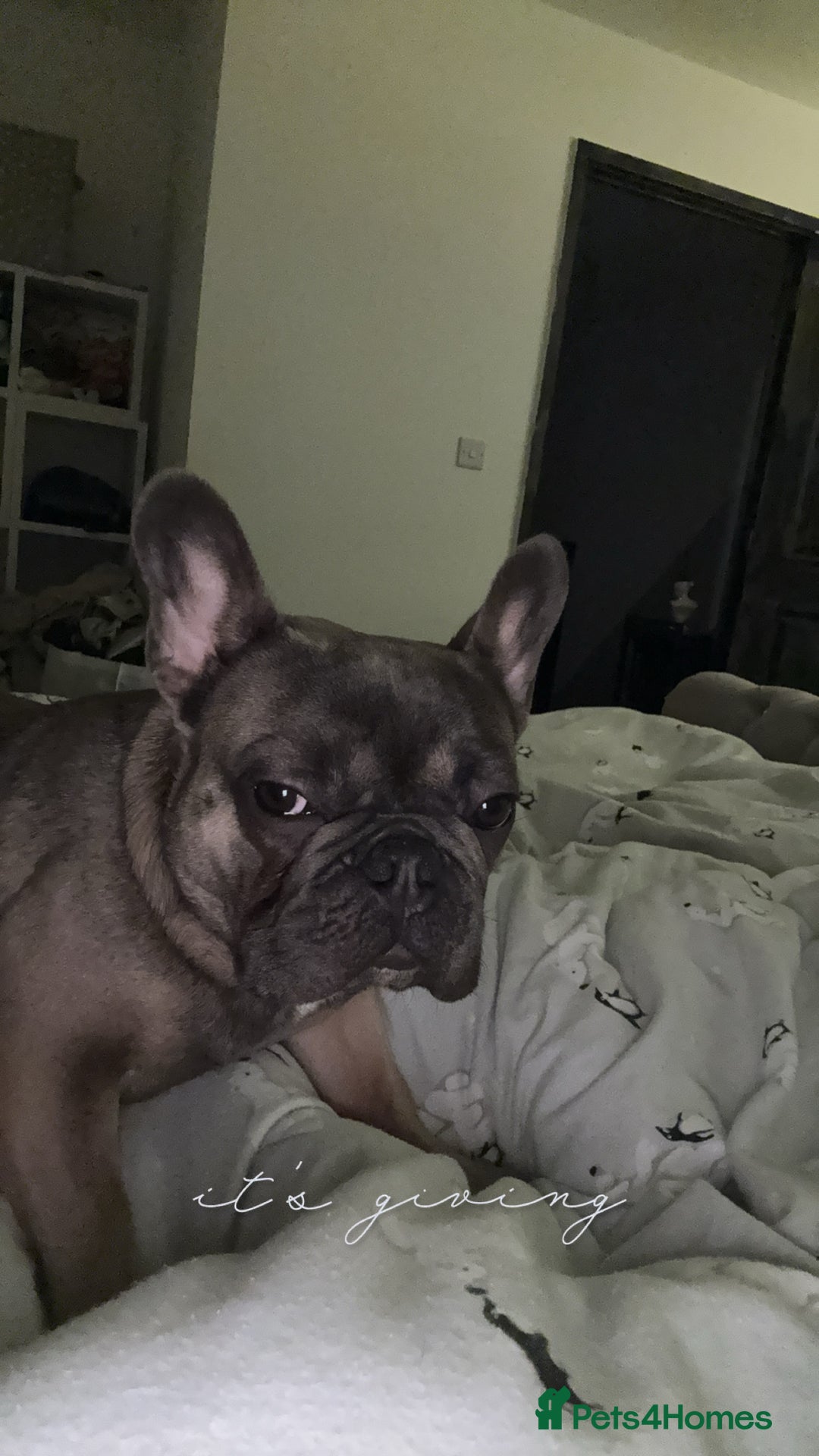 French Bulldog dogs for sale: 1yr 2month Male french bulldog - Image 8