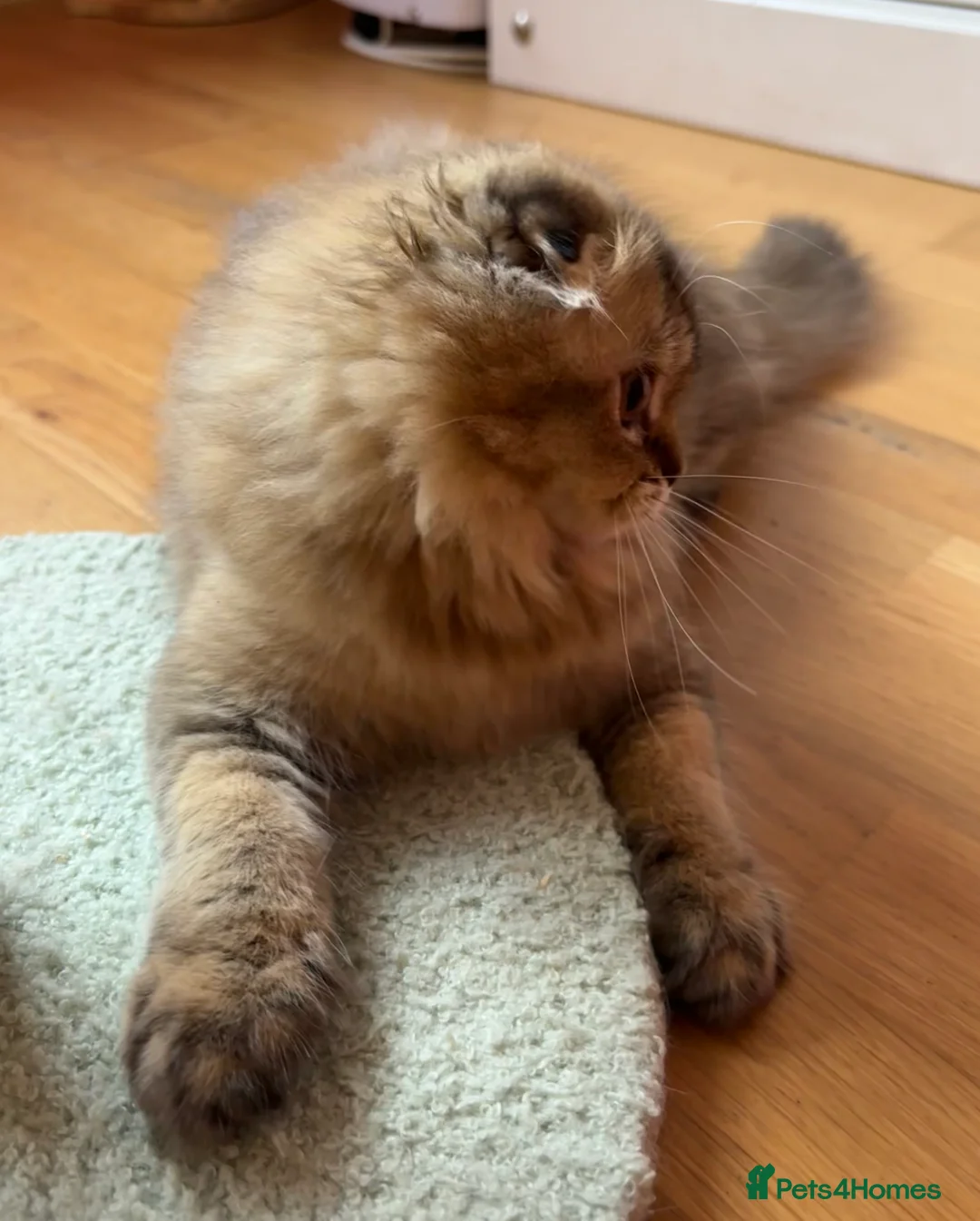 Scottish Fold cats for sale: Scottish fold kitten - Advert 4