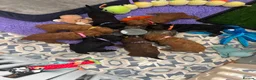 Cavapoochon dogs for sale: Cavapoochon puppies health tested parents  - Advert 12
