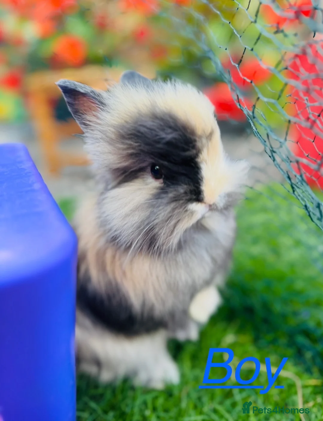 Lionhead rabbits for sale: 🐰 Beautiful Lionhead Baby Rabbits❤️ - Advert 1